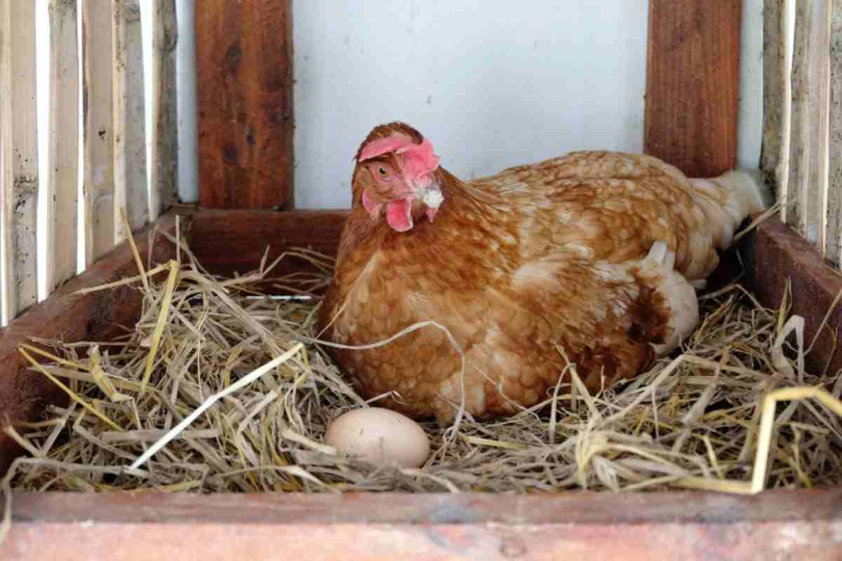 Gallina nel nido con un uovo